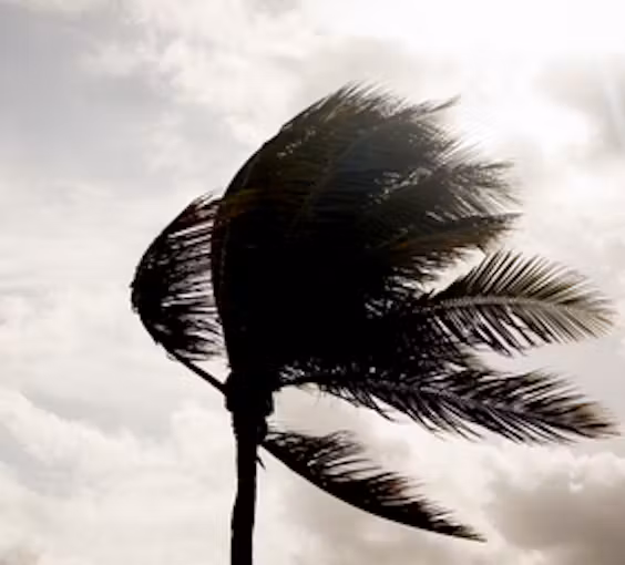 windy palm tree